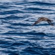 Puffin des Baléares dans le Mor Braz